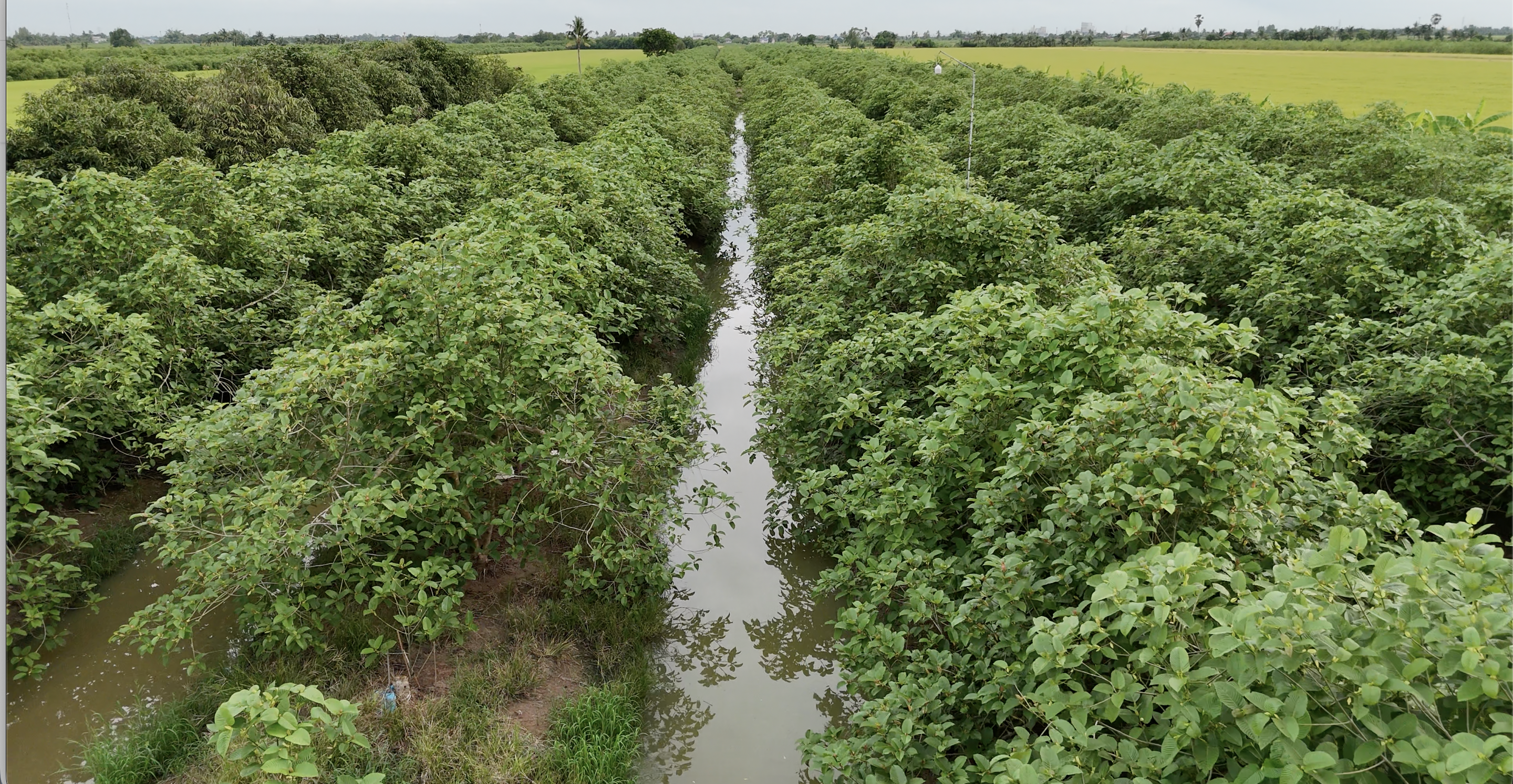 Aerial view of kratom farm showing rows of plants with water channel between them