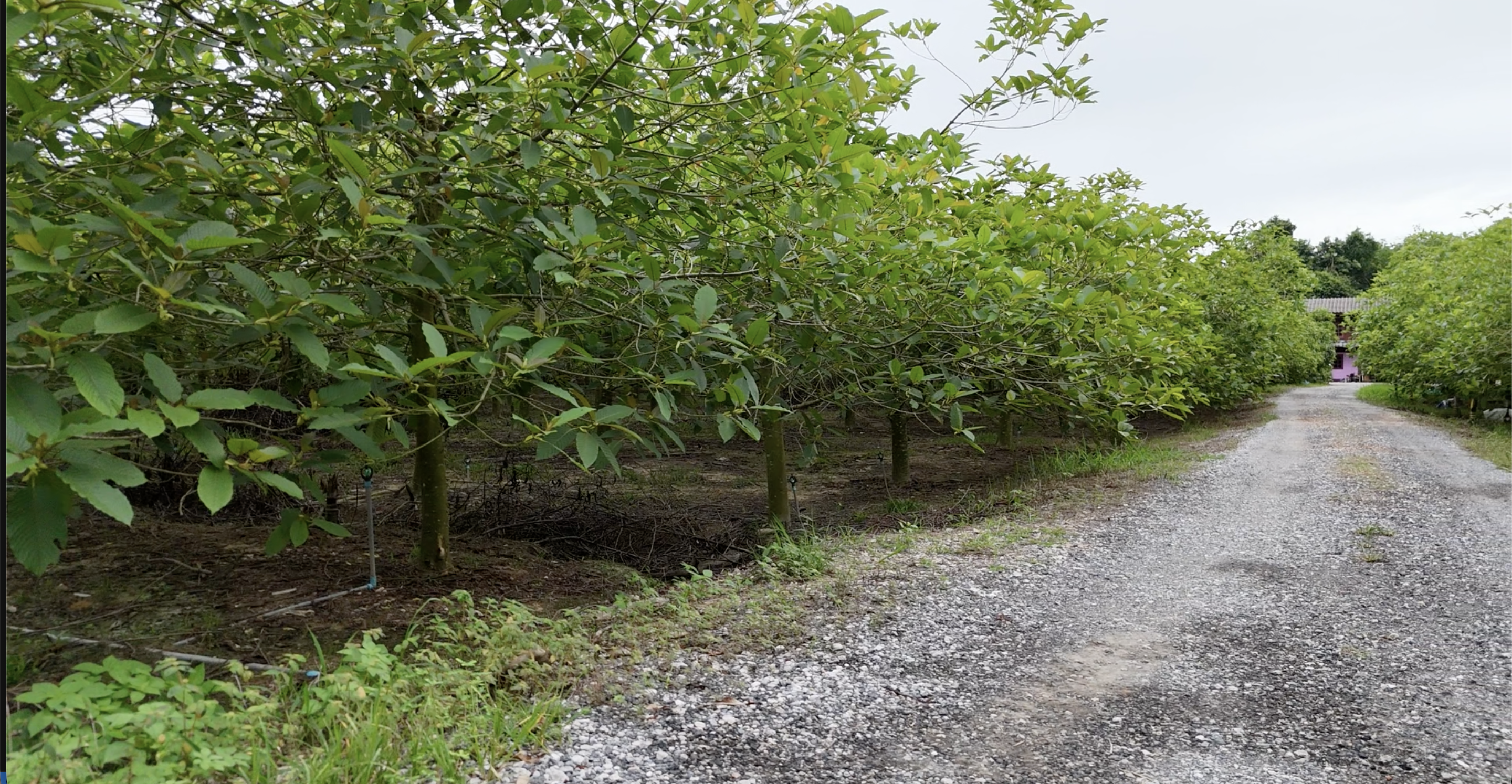 Thai Kratom Cultivation and Regional Diversity